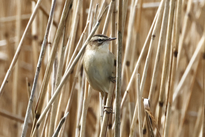 Sedge Warbler
