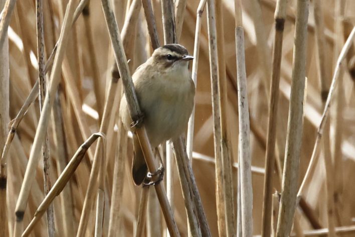 Sedge Warbler