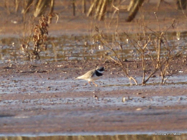 Ringed Plover