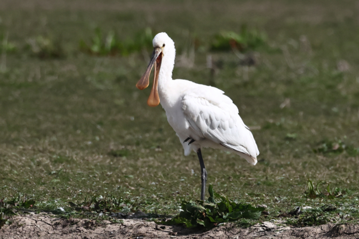 Spoonbill