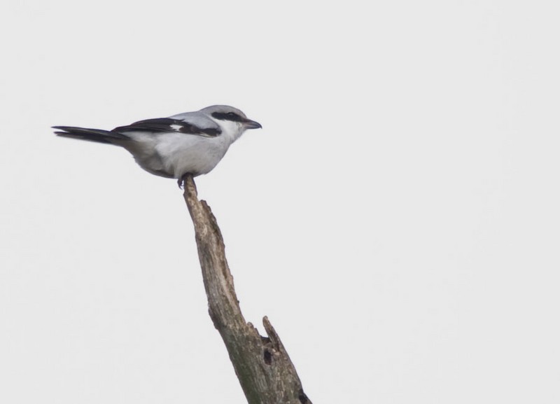 Great Grey Shrike
