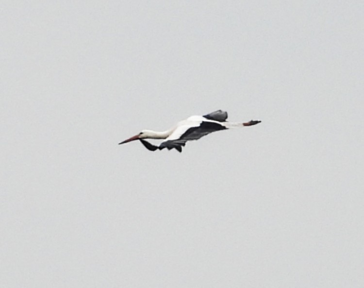 White Stork