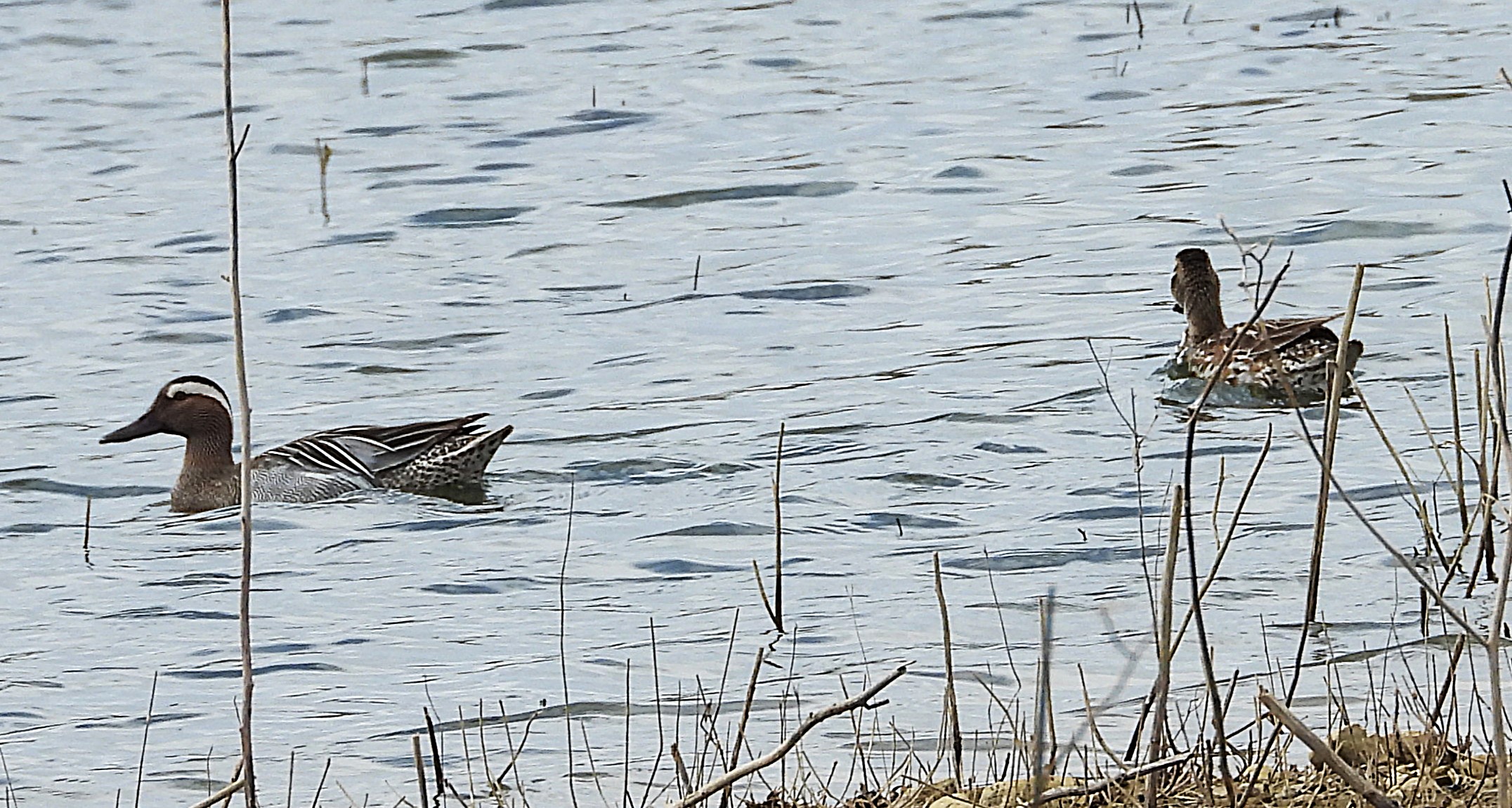 Garganey