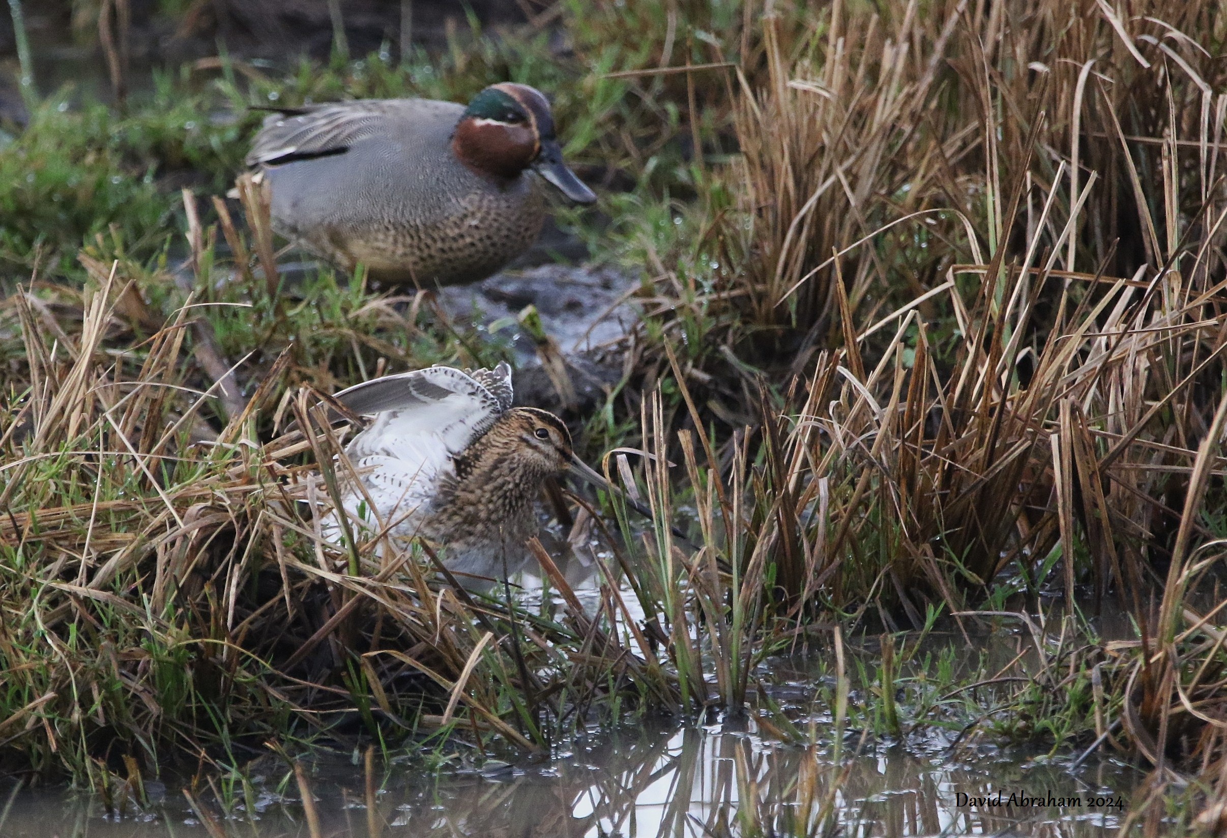 Snipe
