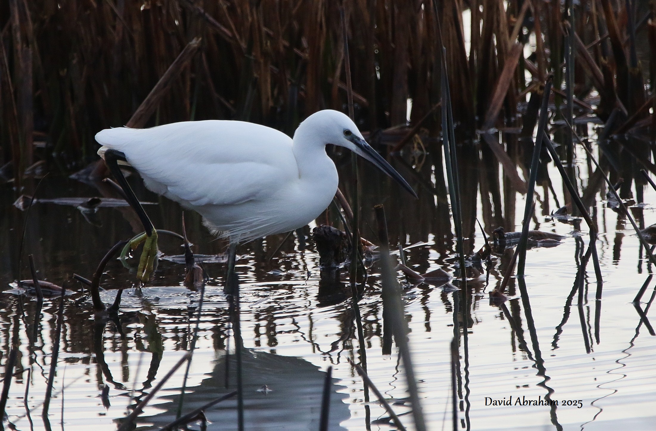 Little Egret 