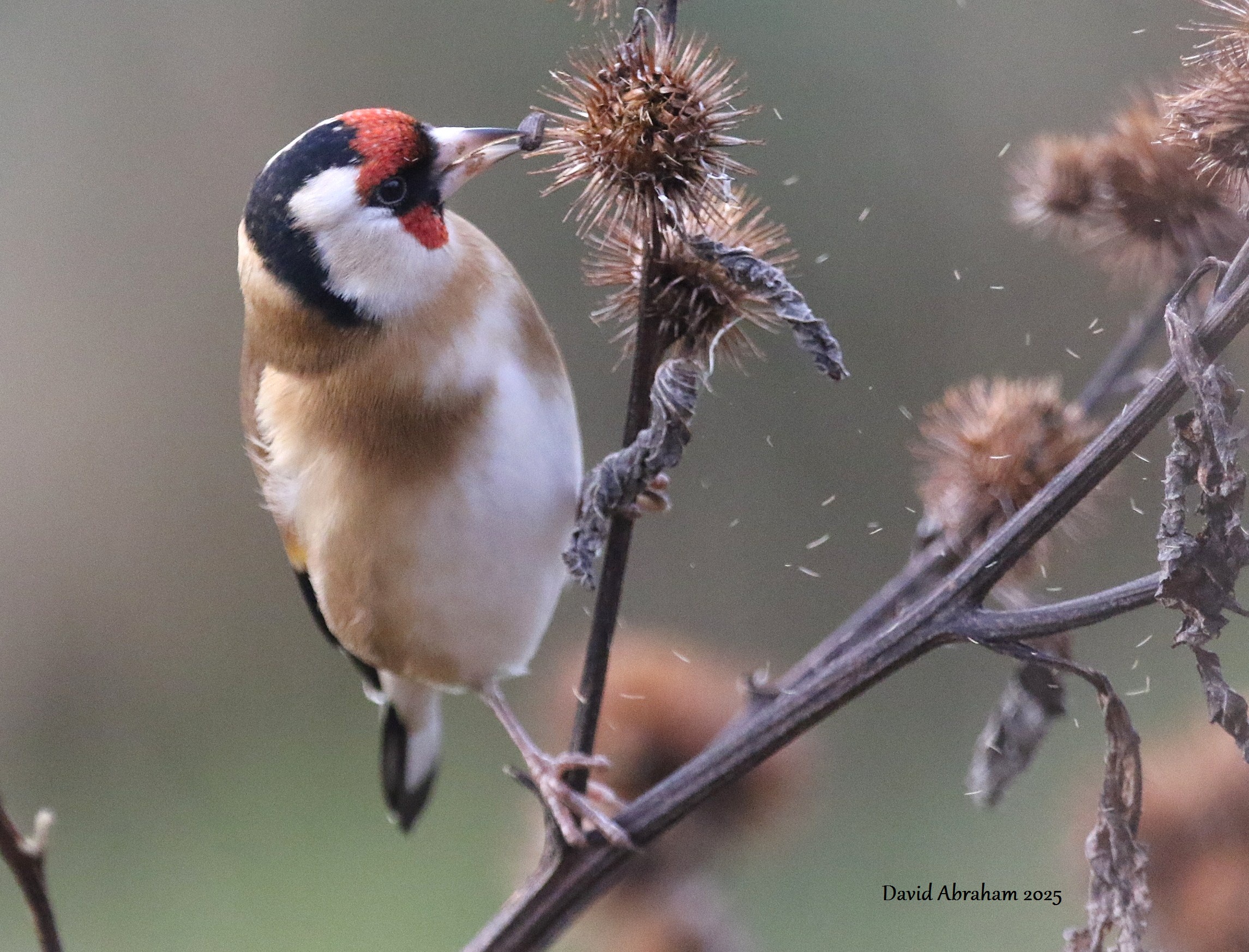 Goldfinch 