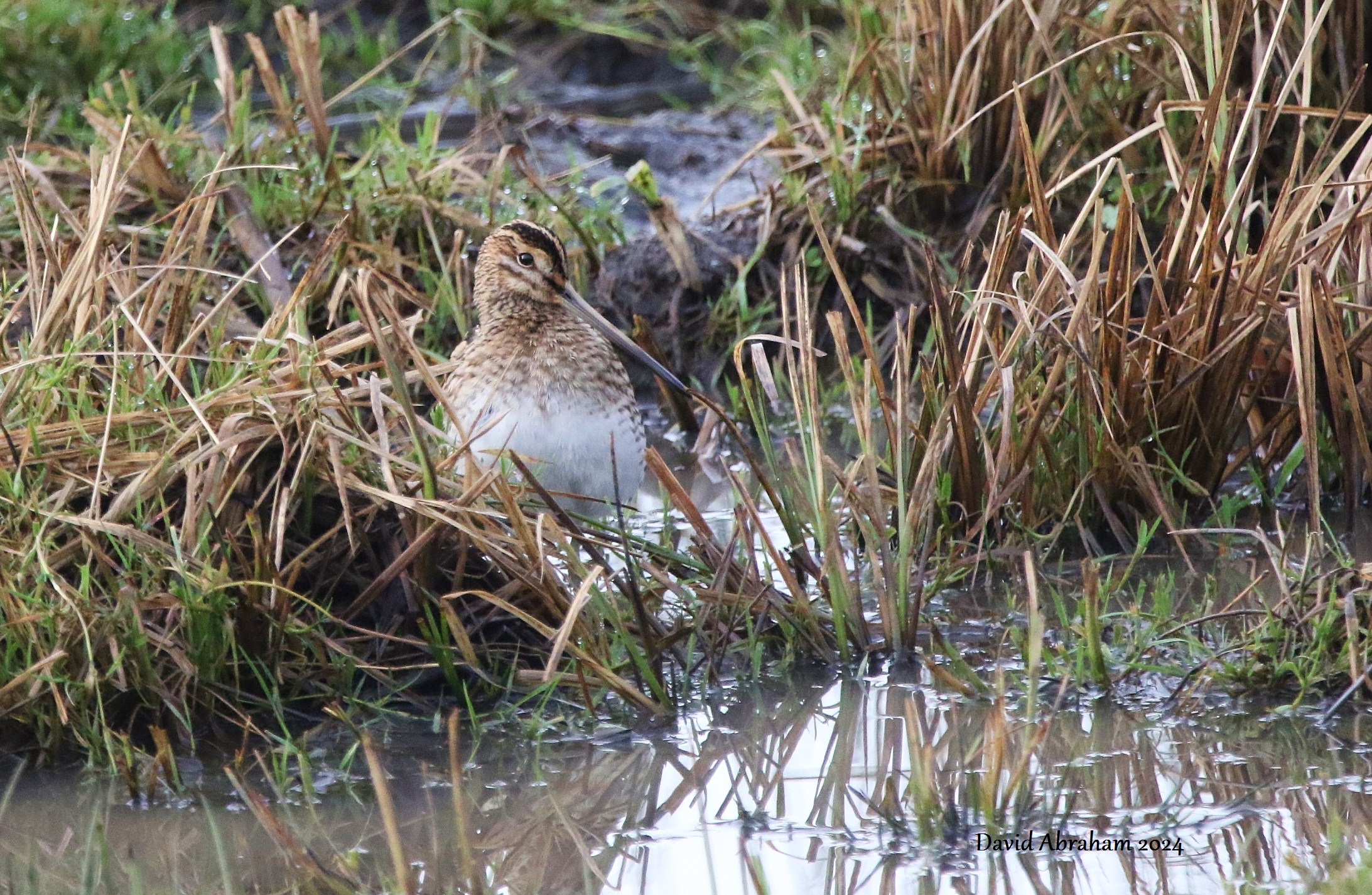 Snipe