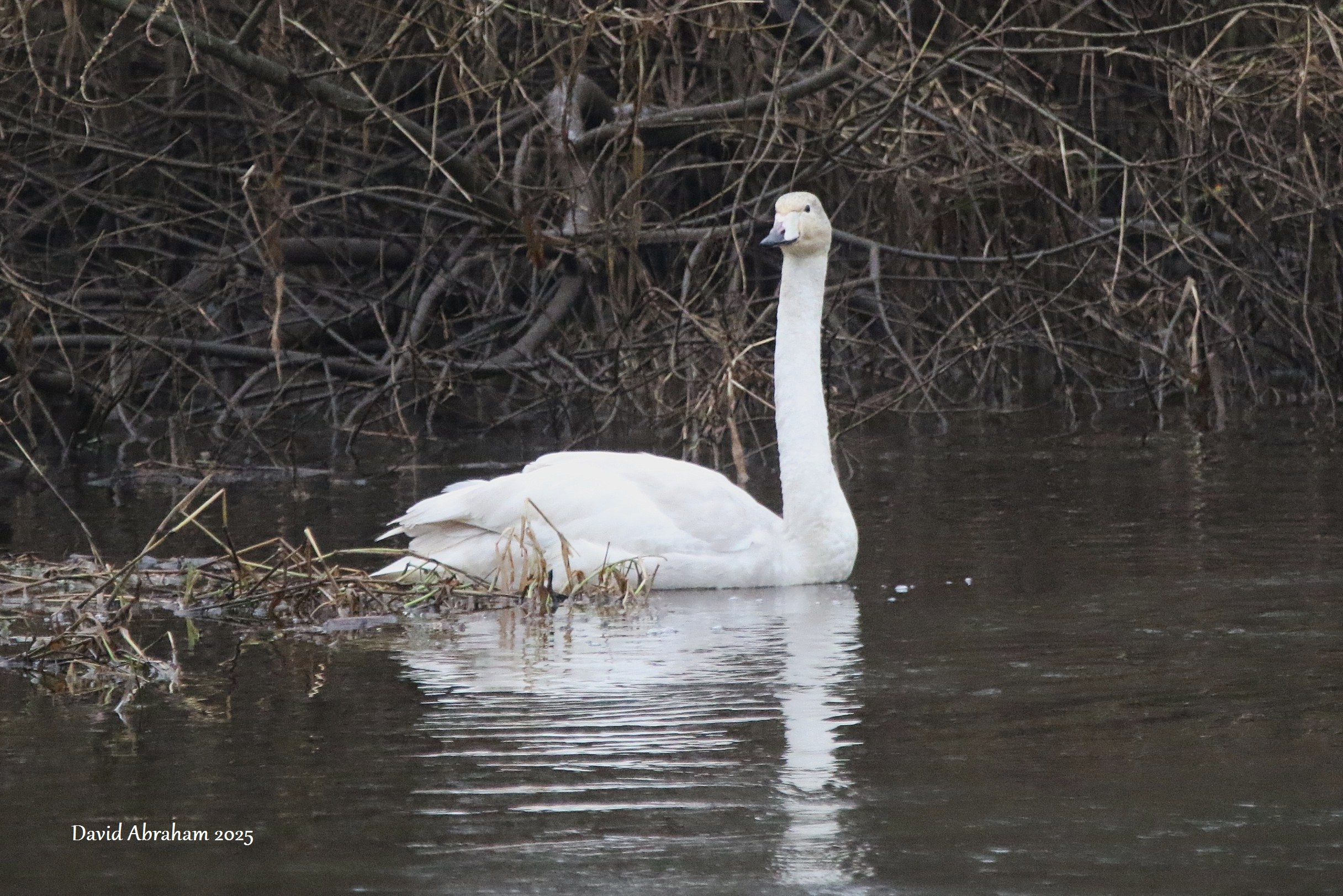 Whooper Swan