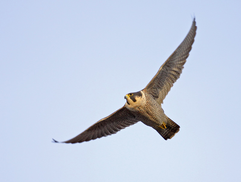 Peregrine