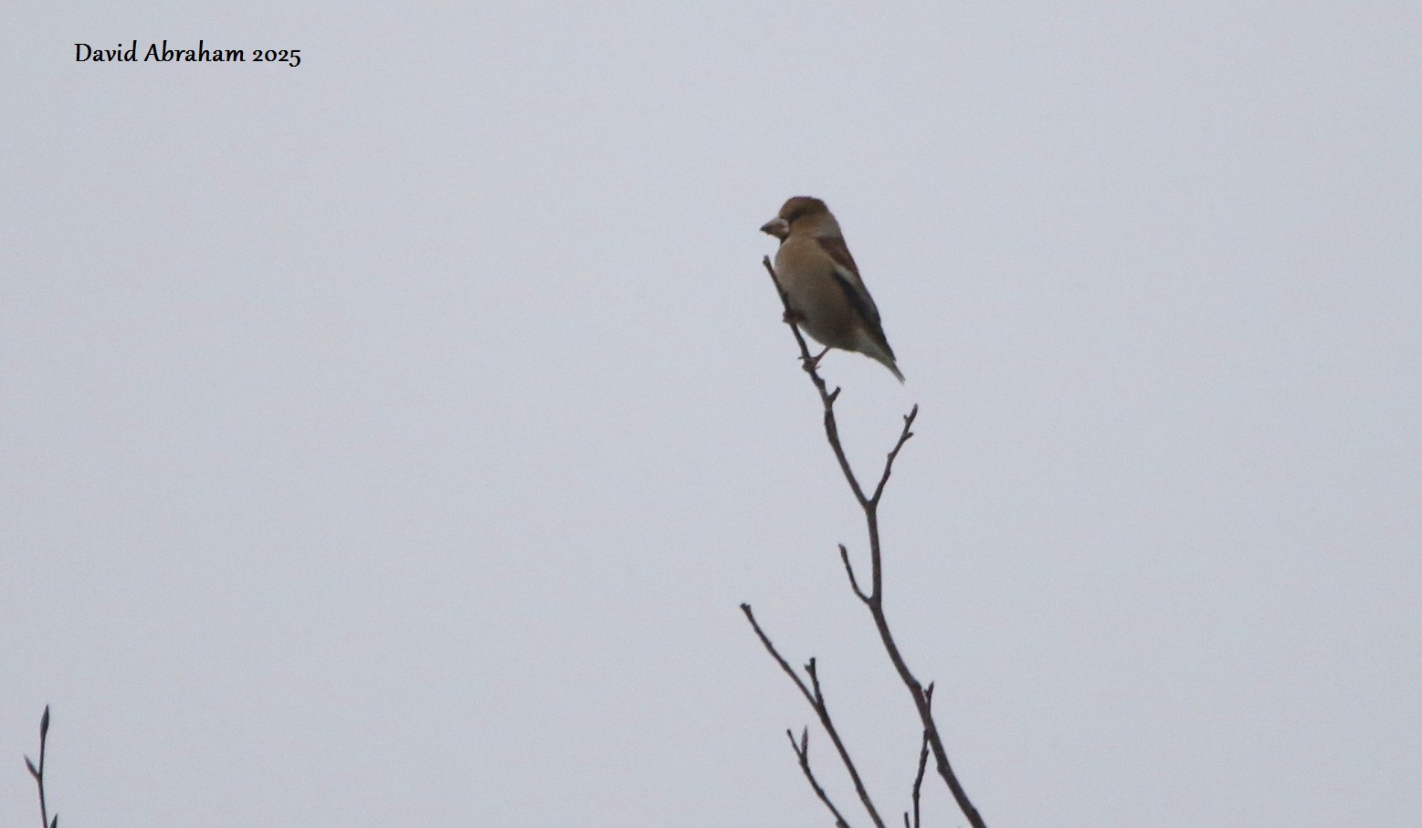 Hawfinch 