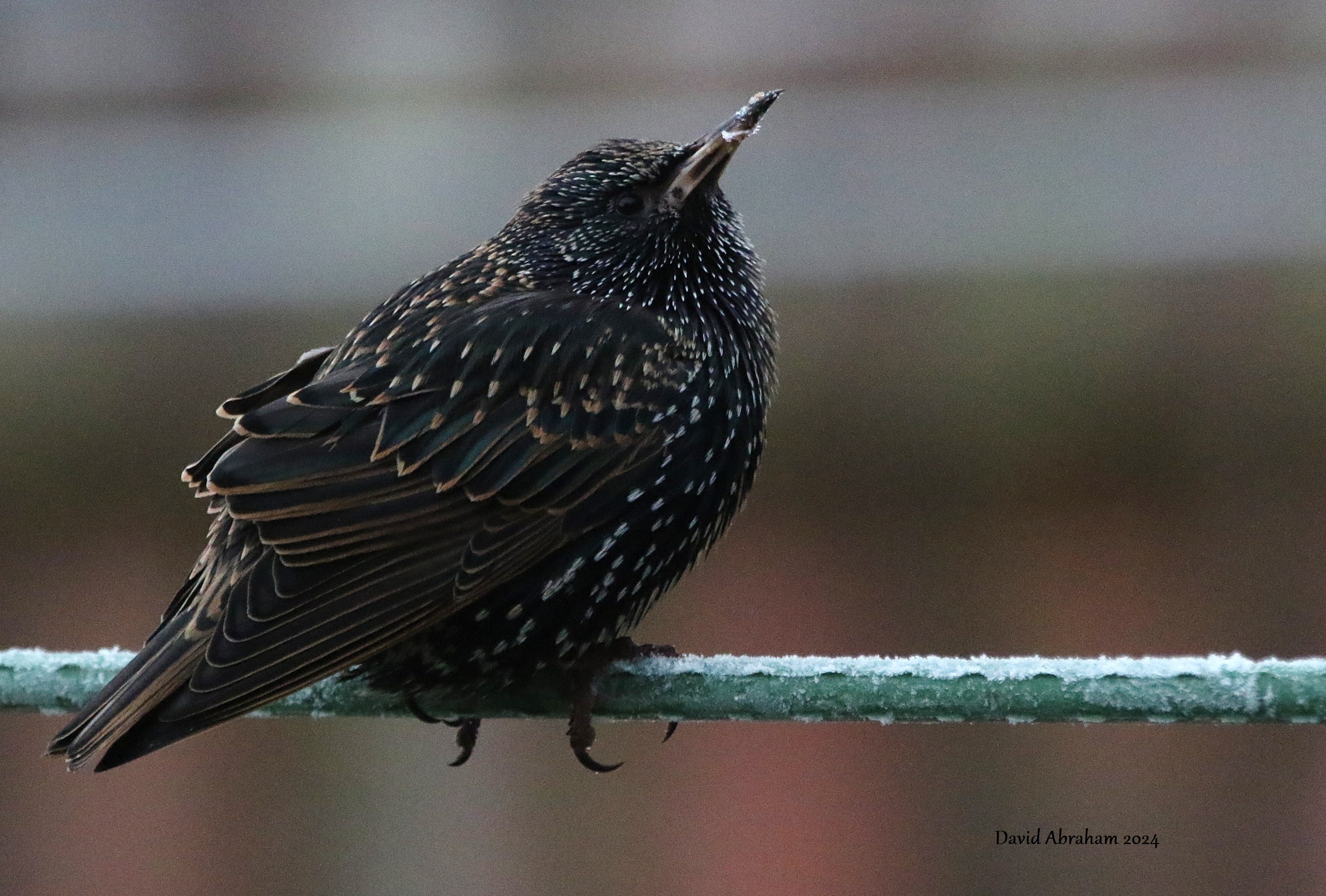 Starling 