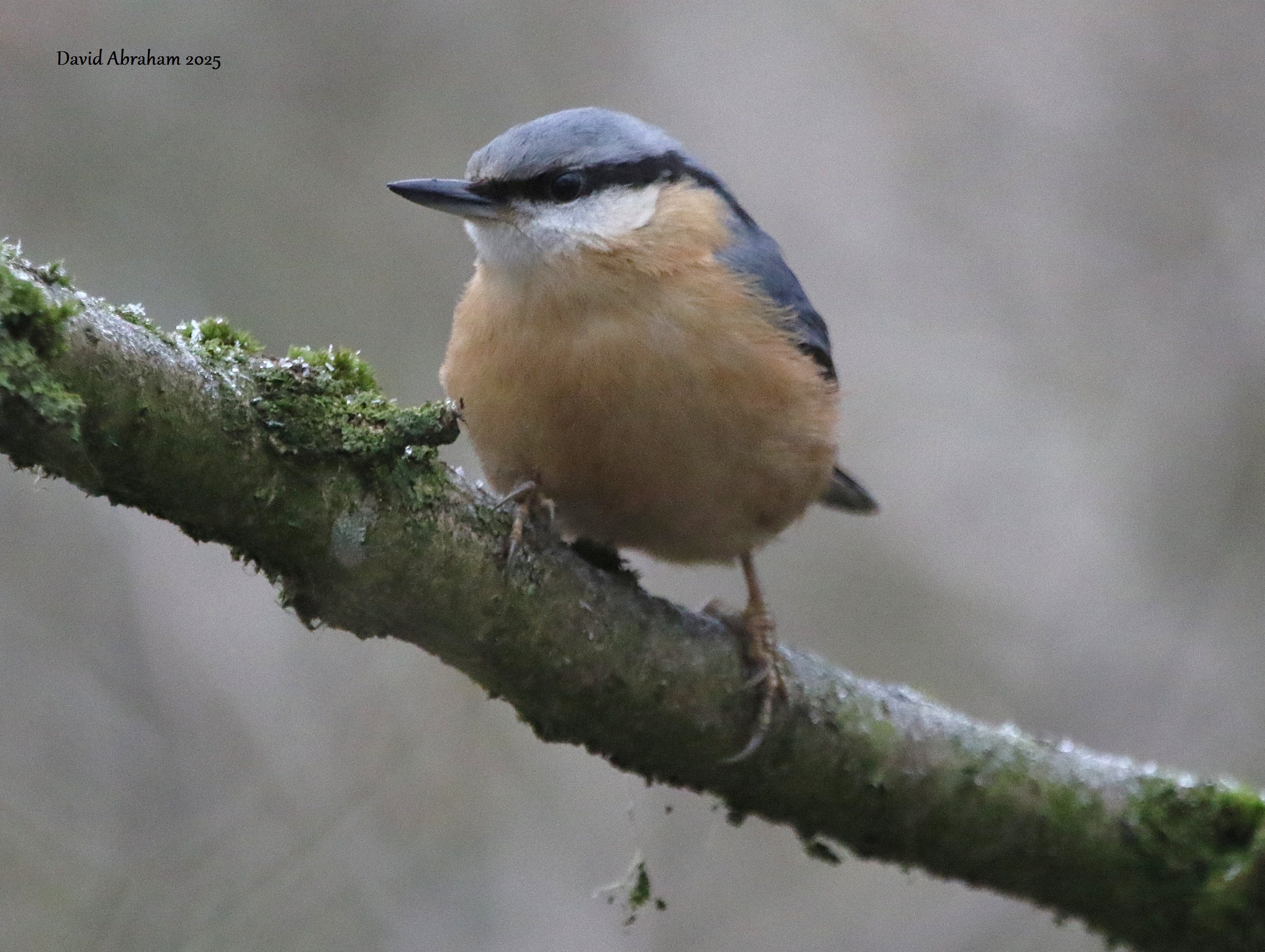 Nuthatch 