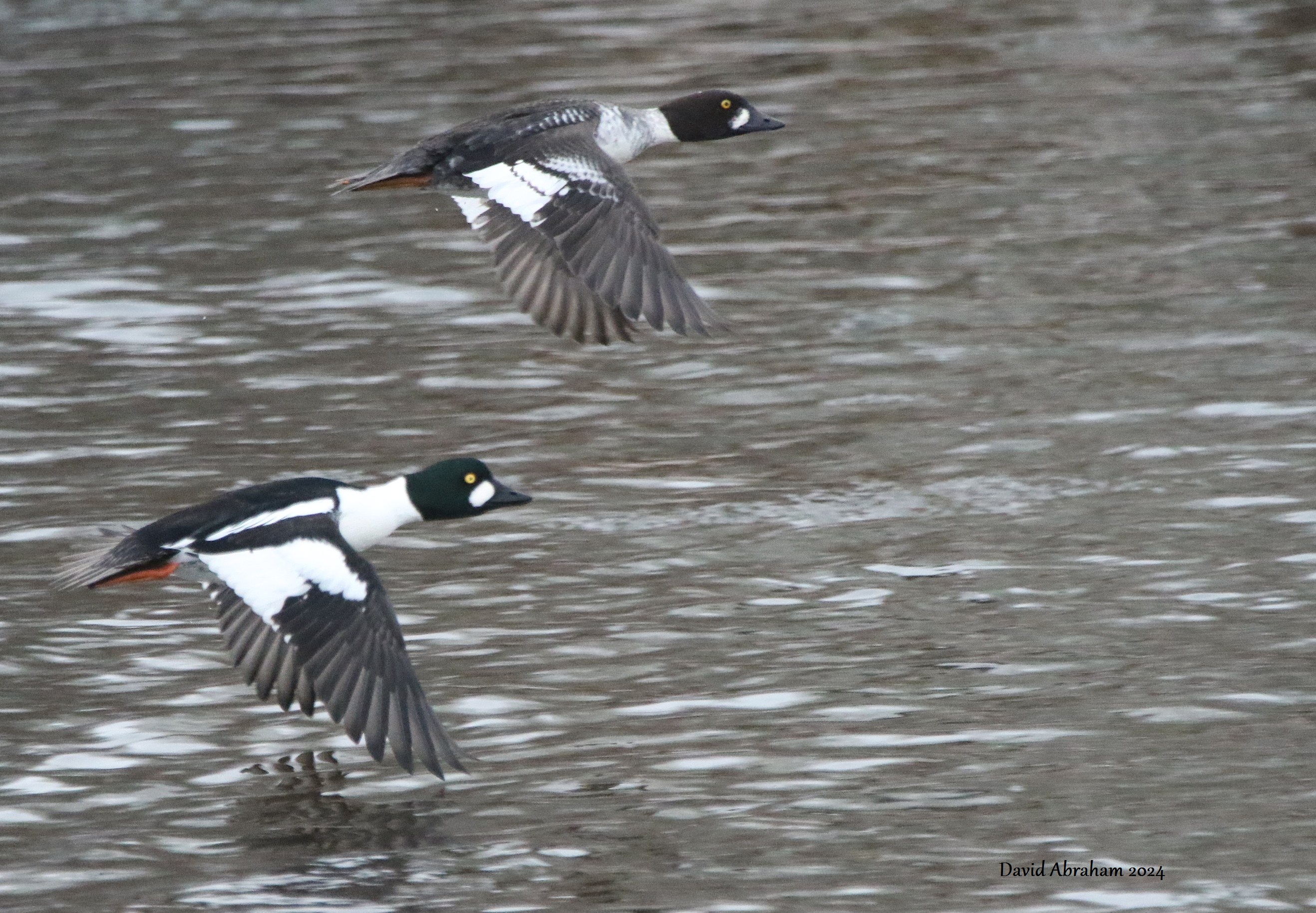 Goldeneye 
