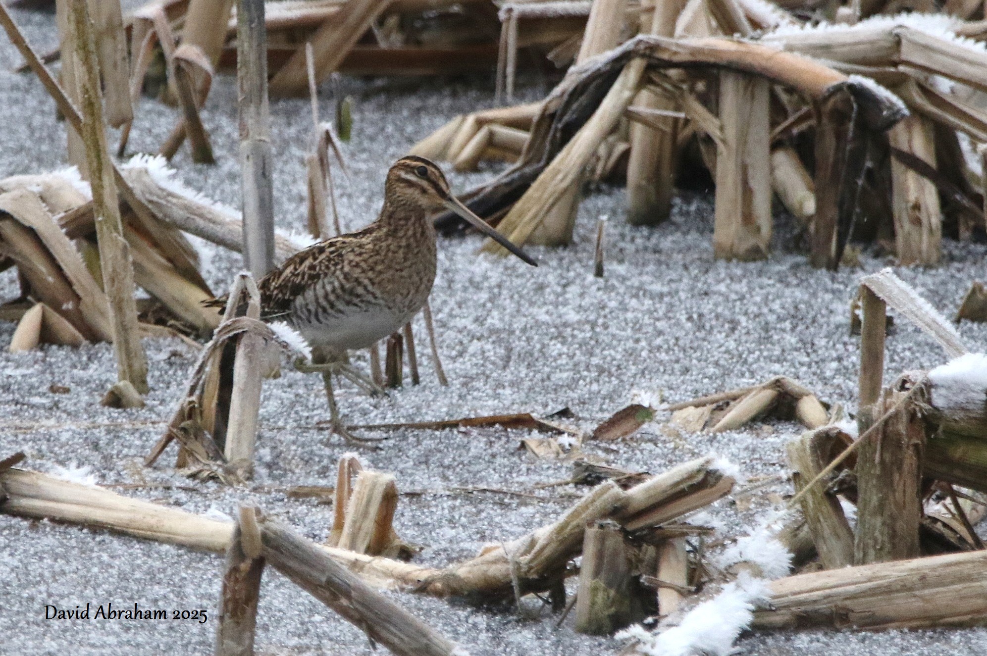 Snipe