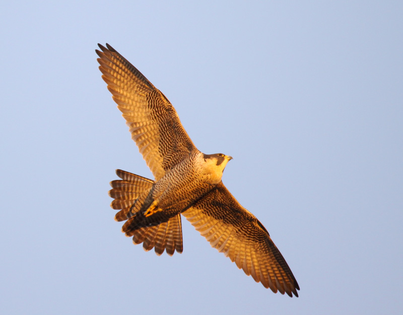 Peregrine