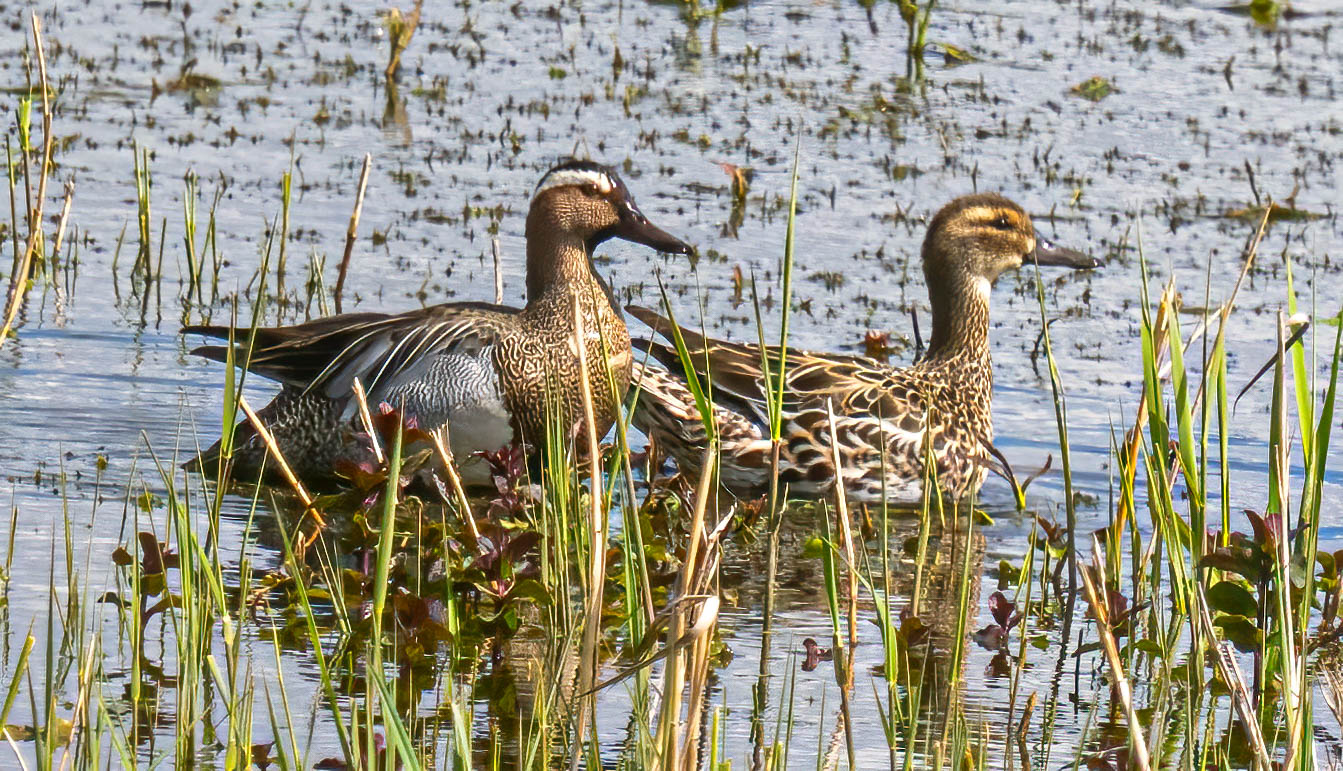 Garganey