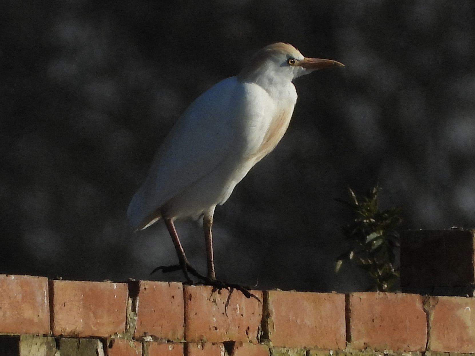 Cattle Egret