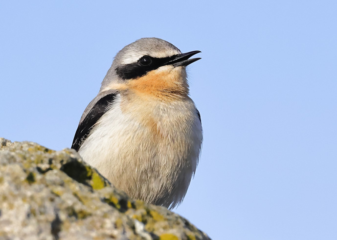 Wheatear