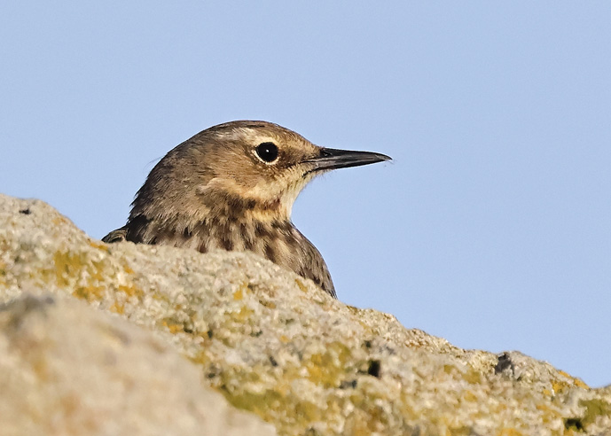 Rock Pipit