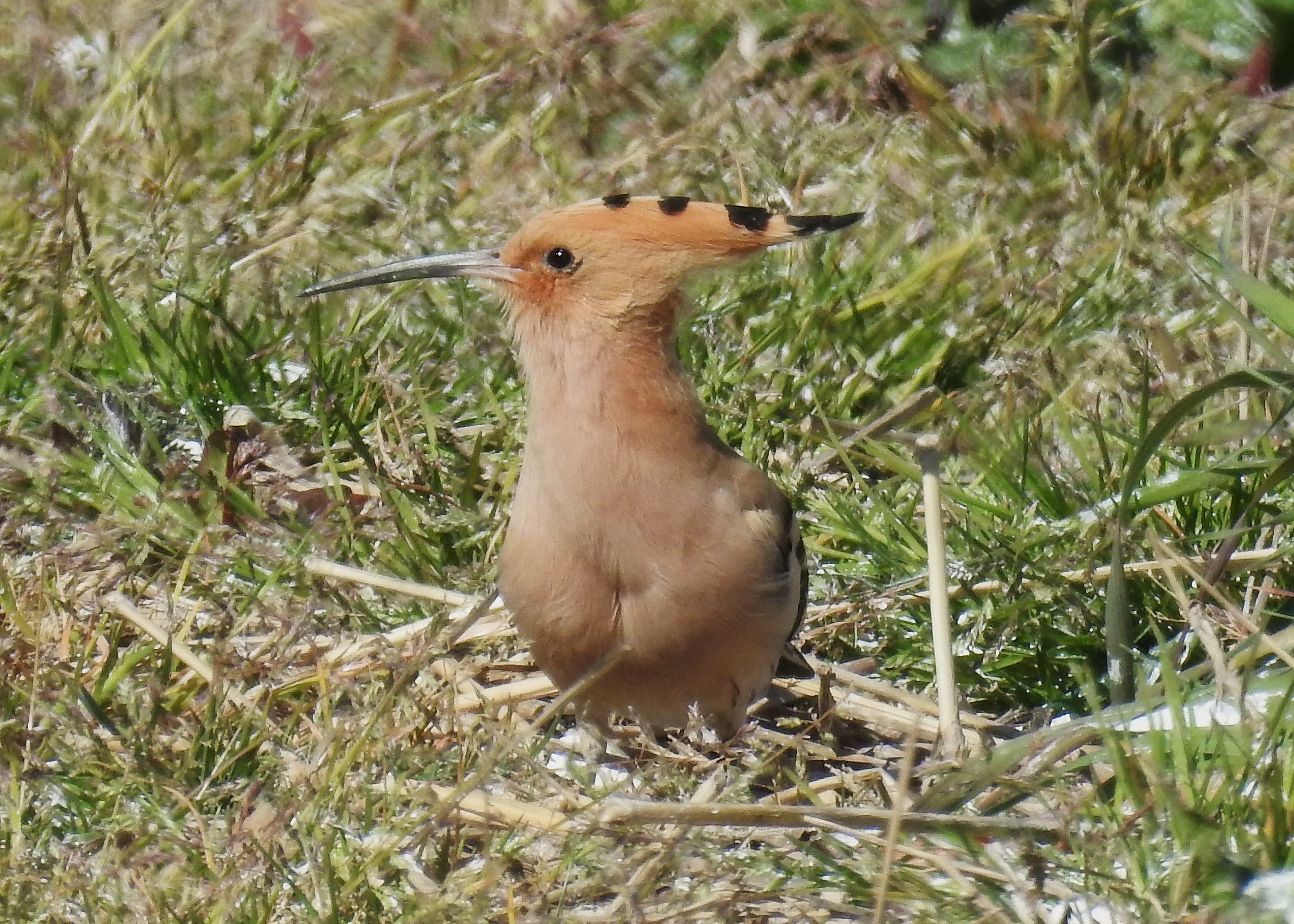 Hoopoe