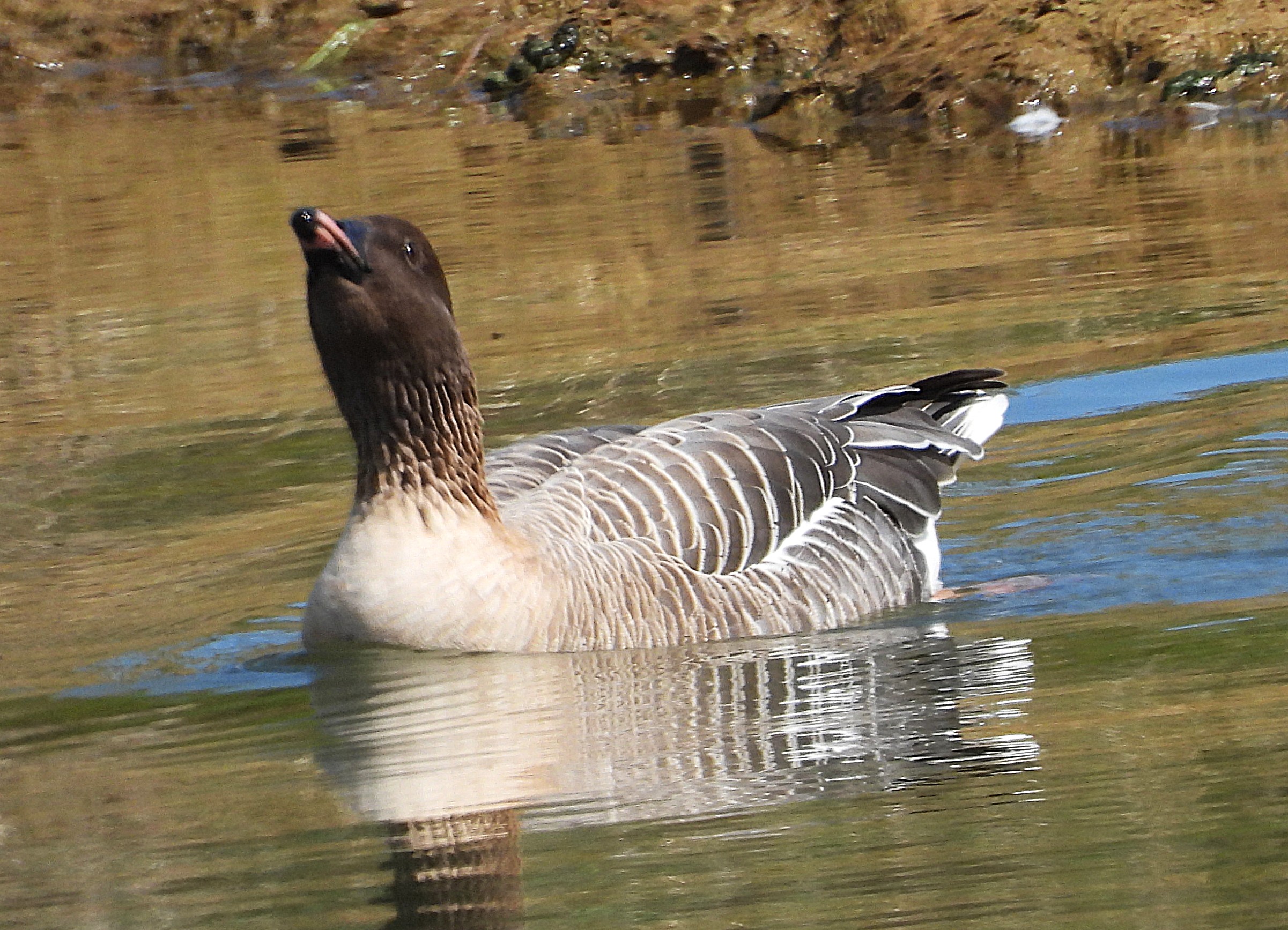 Pink-footed Goose
