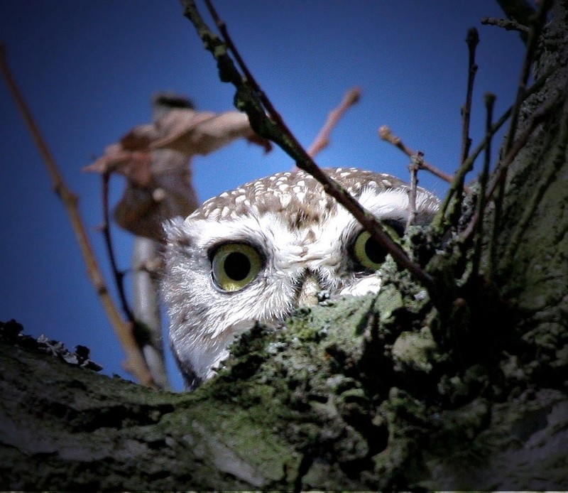 Little owl