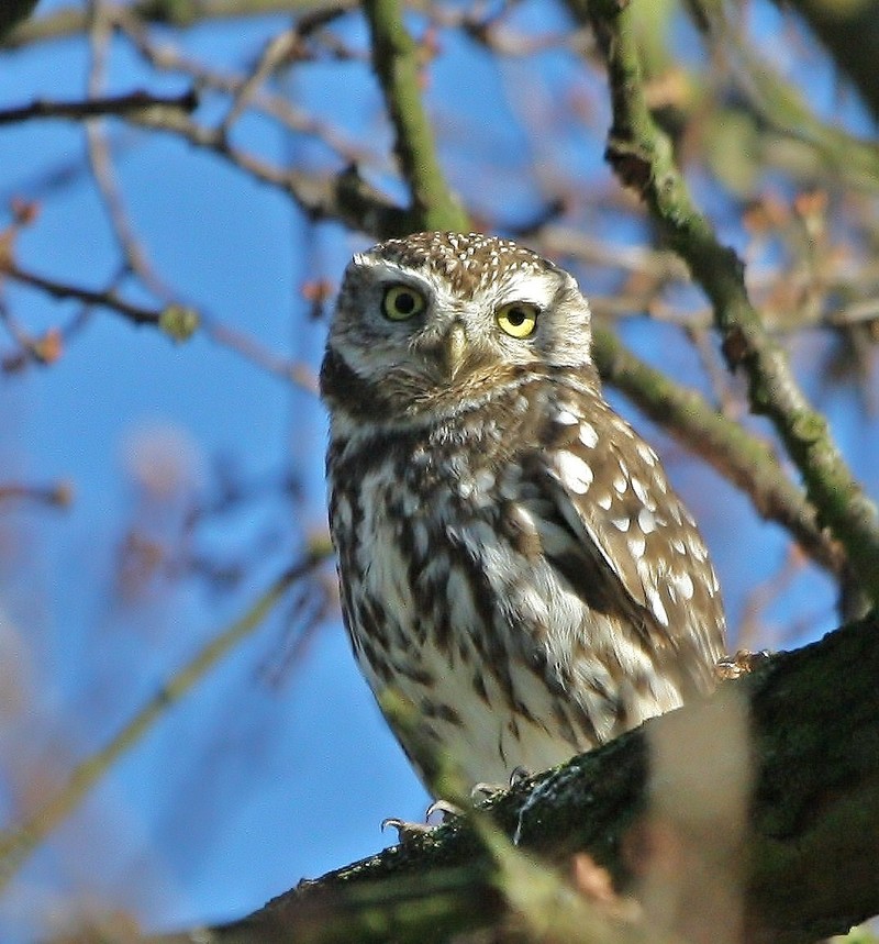 Little Owl