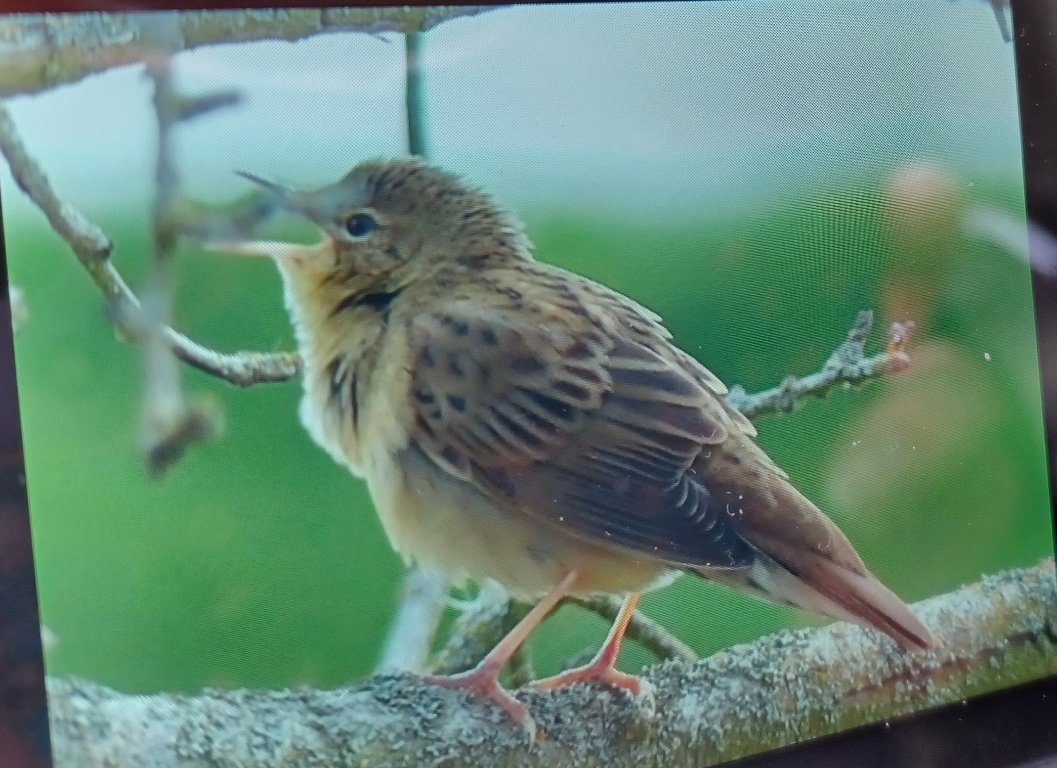 Grasshopper Warbler