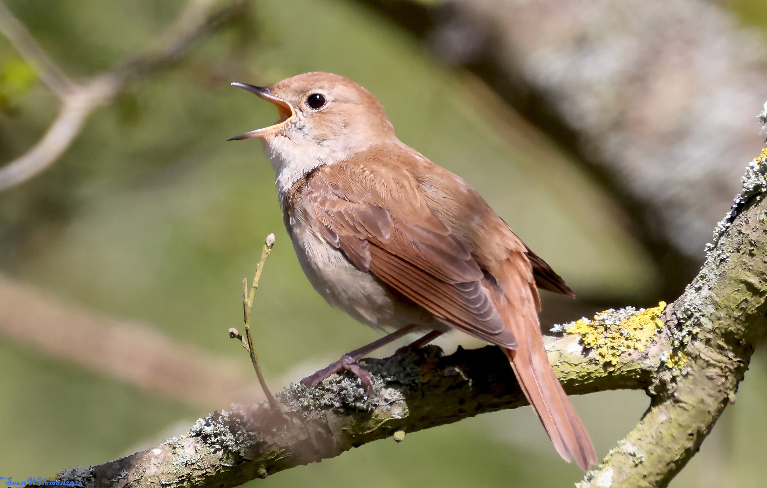 Nightingale