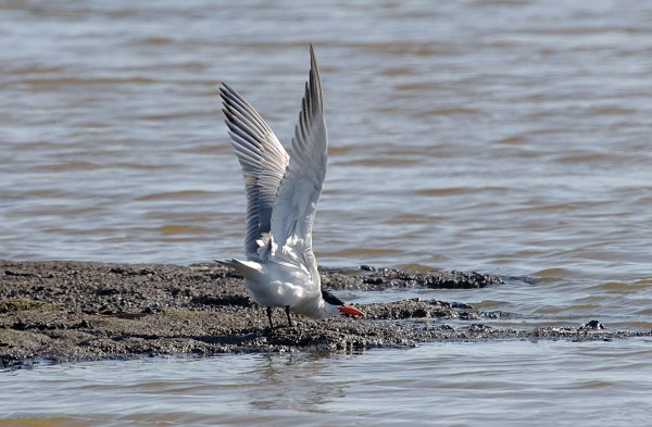 Caspian Tern