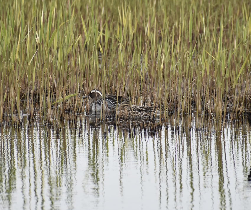 Garganey
