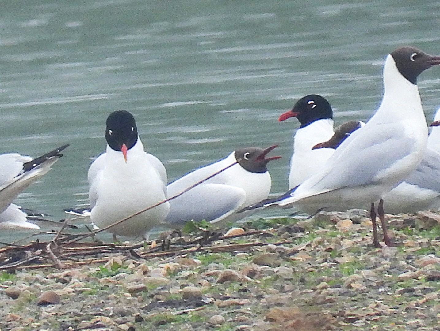Mediterranean Gull
