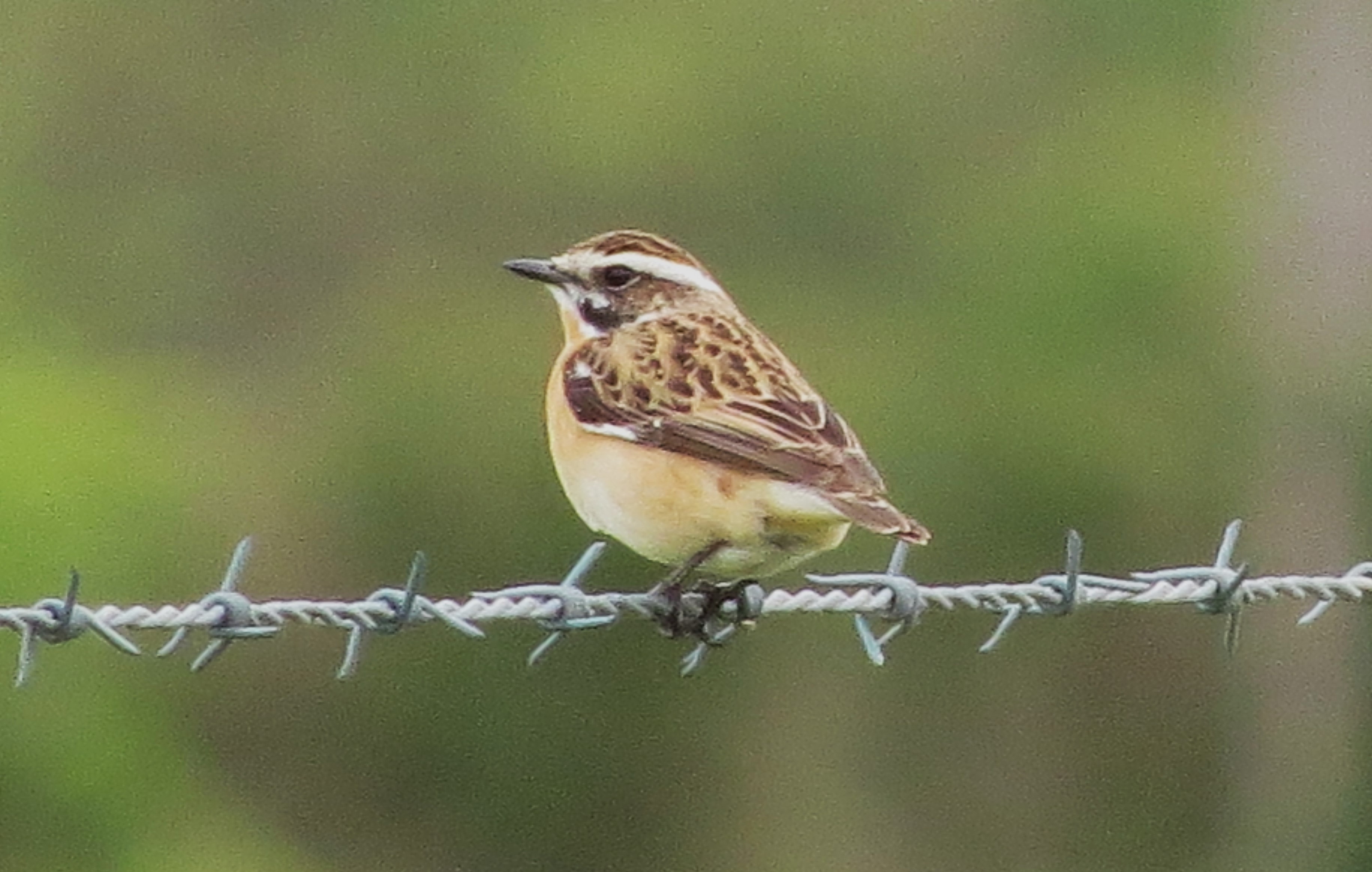 Whinchat