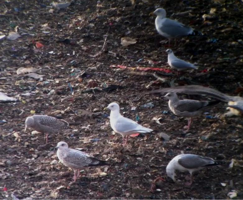 Iceland Gull