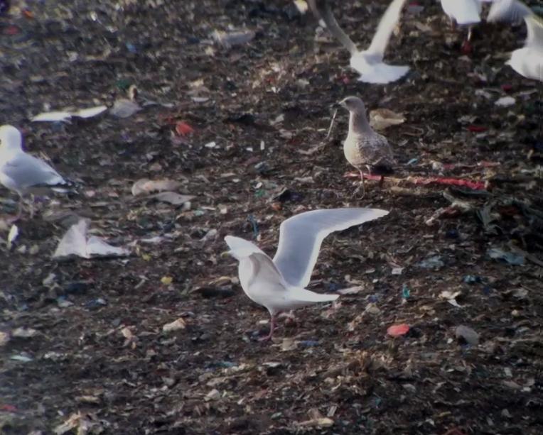 Iceland Gull
