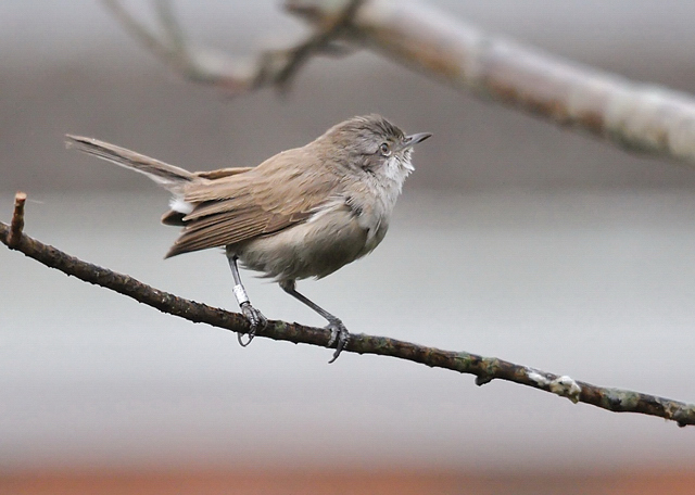 Lesser Whitethroat