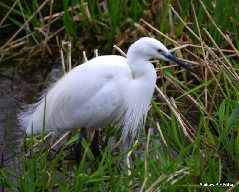 Little Egret