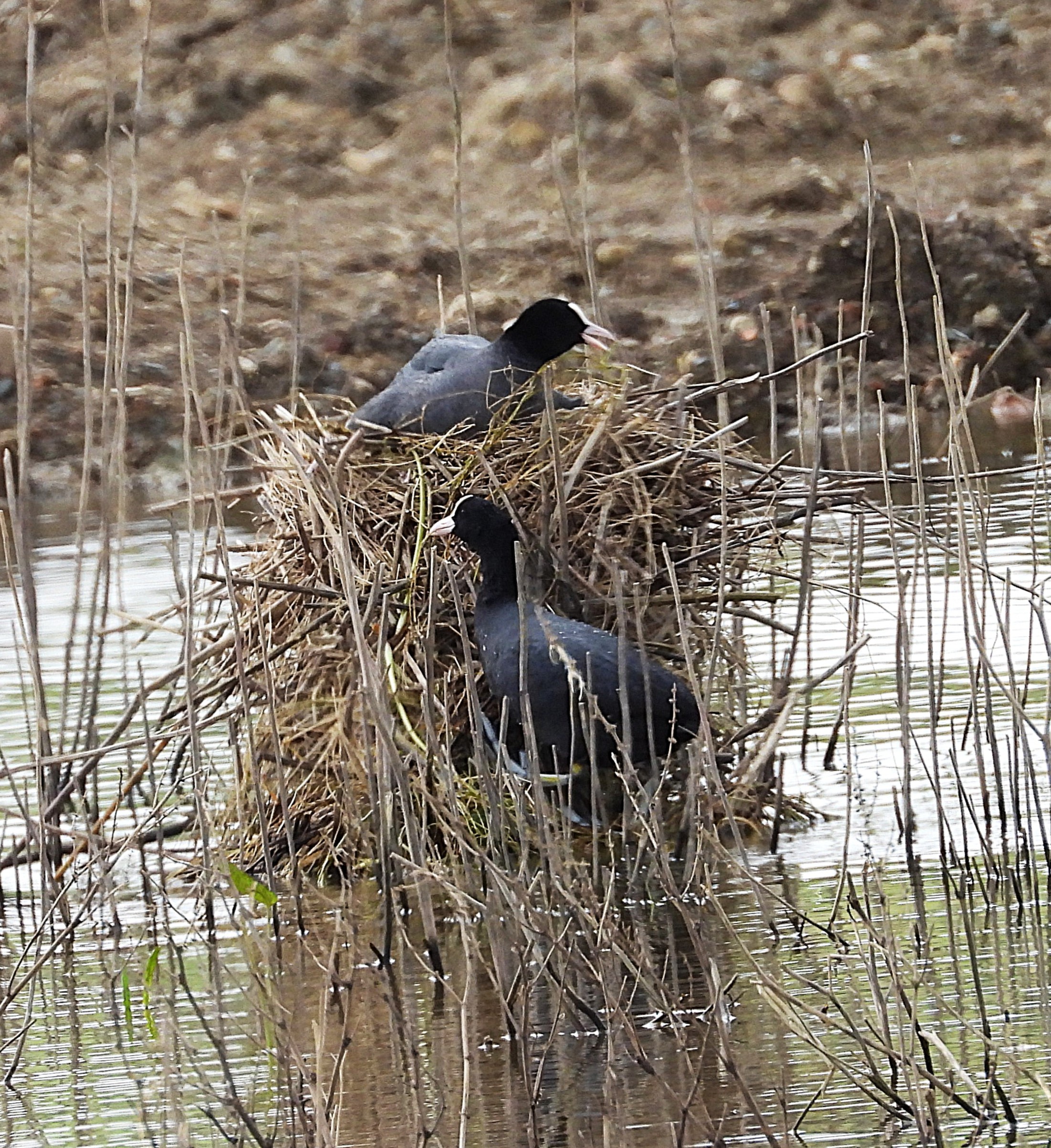 Coot 