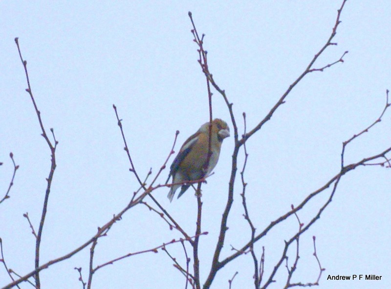 Hawfinch