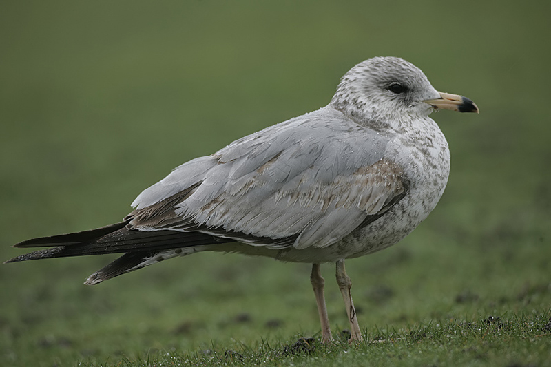 Ring-billed Gull