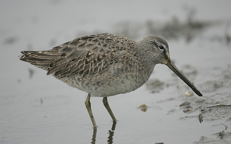 Long-billed Dowitcher