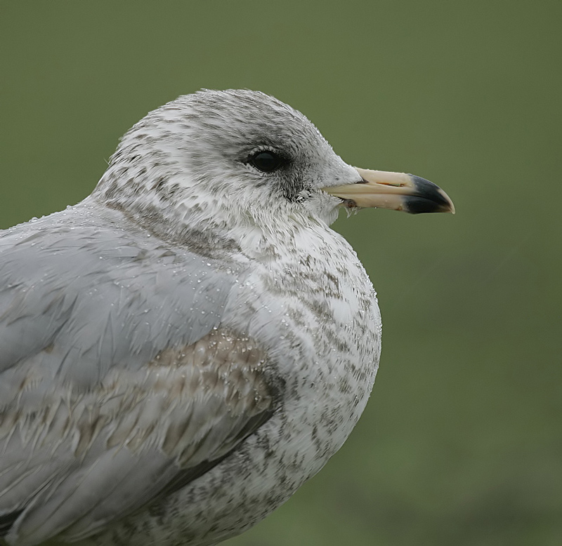 Ring-billed Gull
