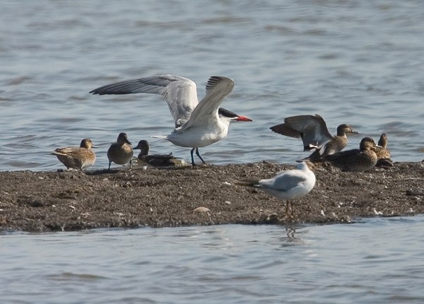 Caspian Tern
