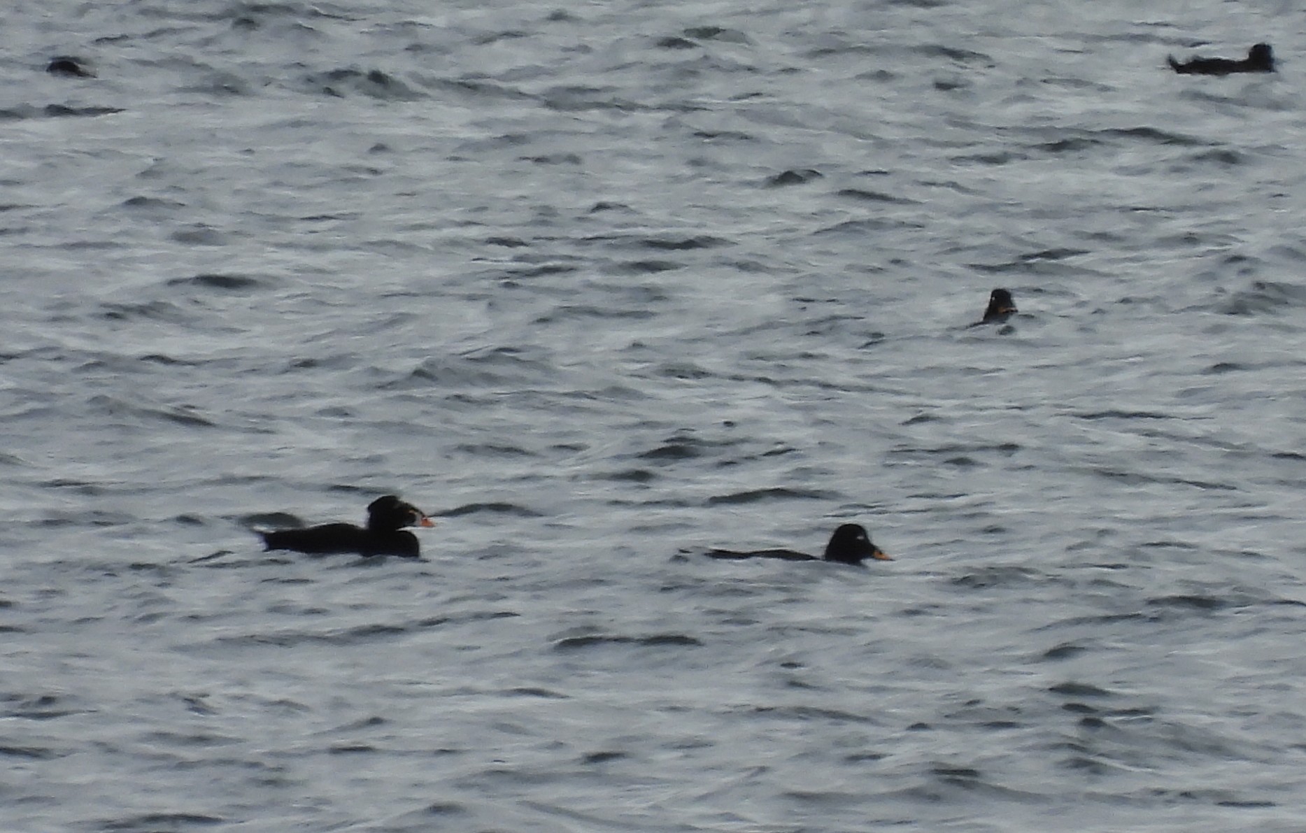Surf Scoter