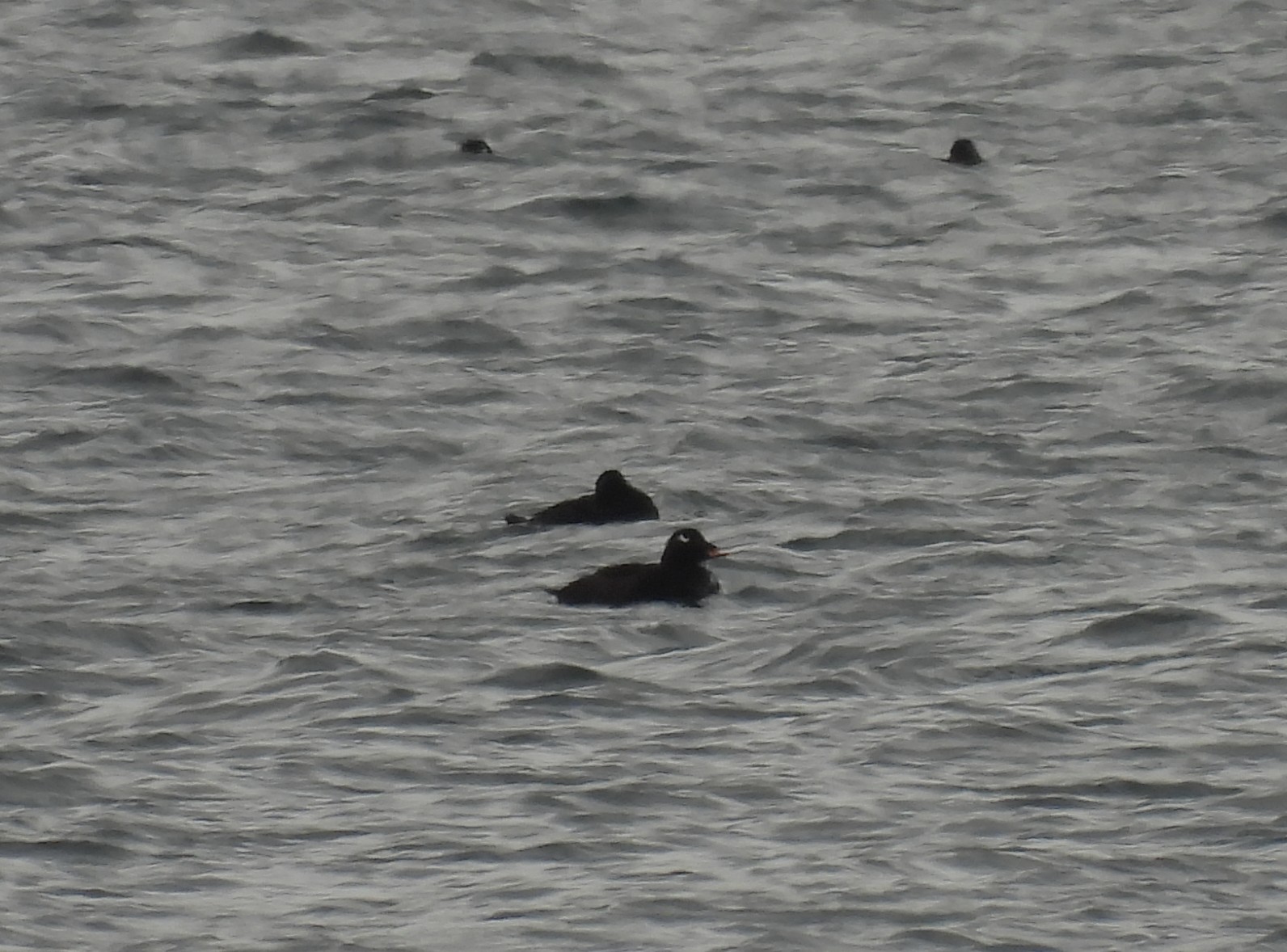 White-winged Scoter