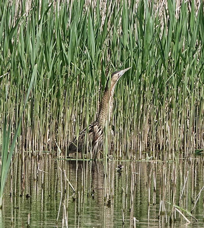 Bittern
