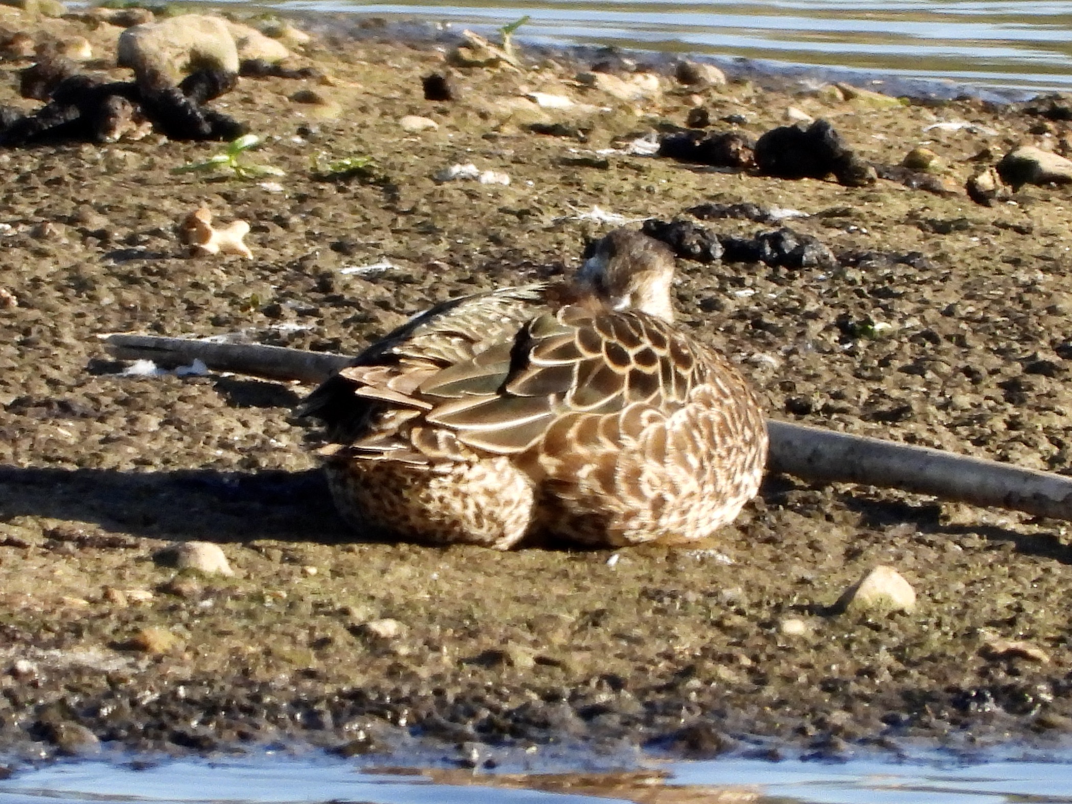 Blue-winged Teal