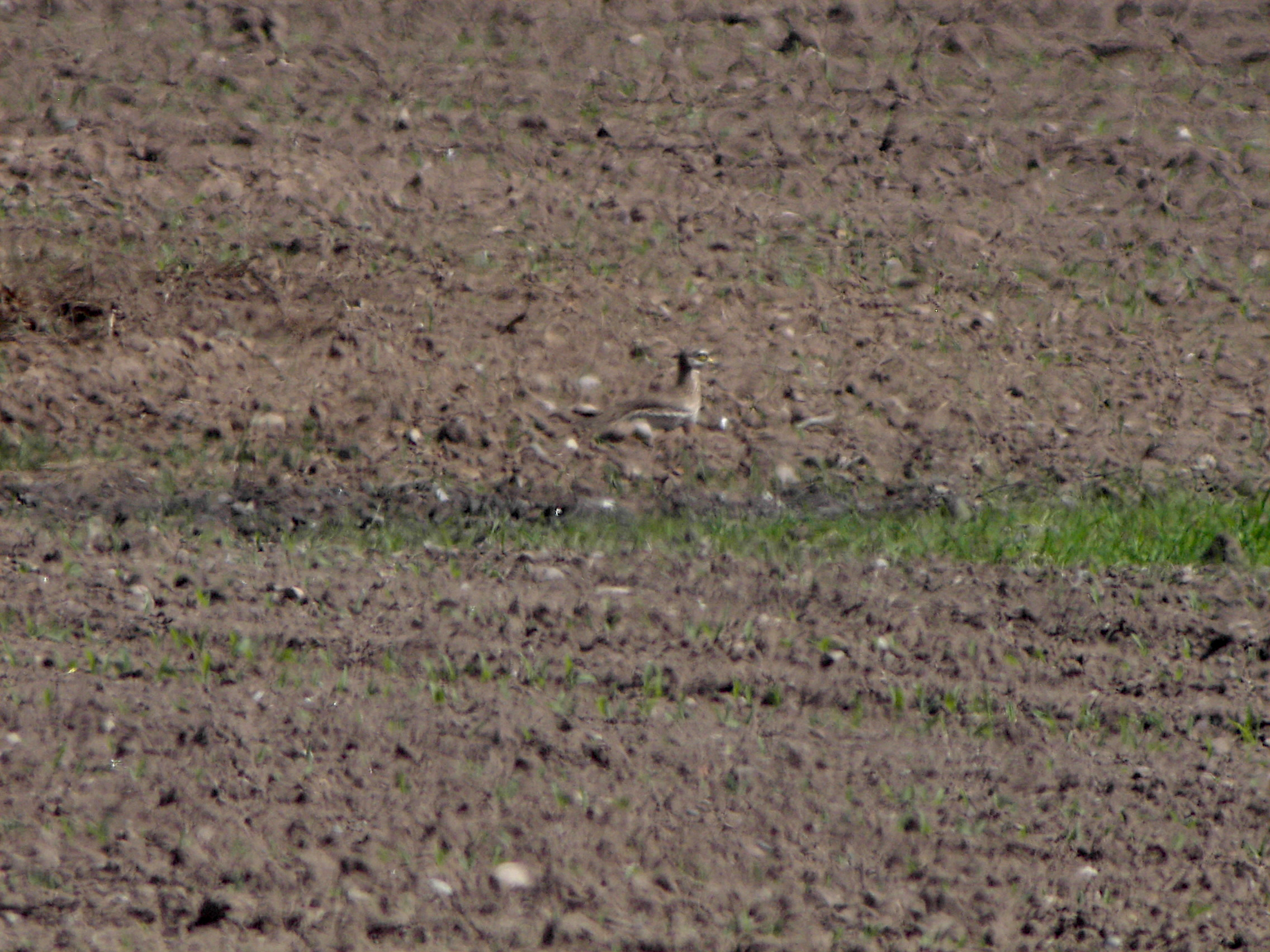 Stone Curlew