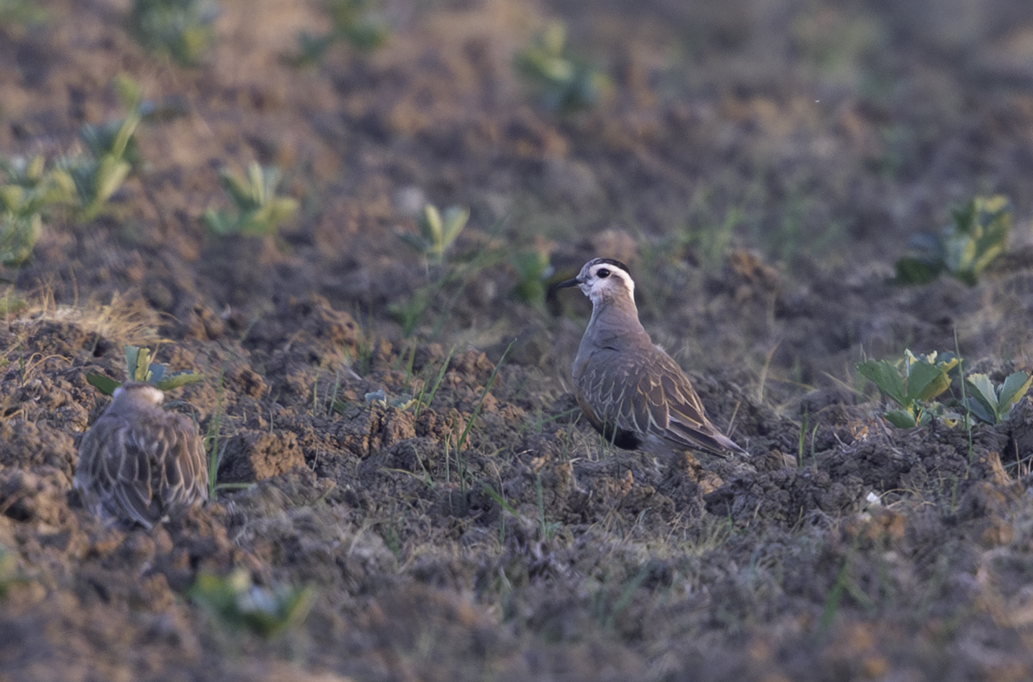Dotterel