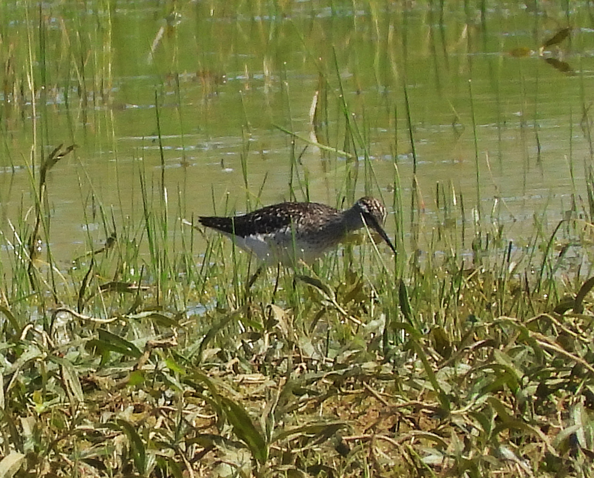 Wood Sandpiper